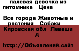 палевая девочка из питомника › Цена ­ 40 000 - Все города Животные и растения » Собаки   . Кировская обл.,Леваши д.